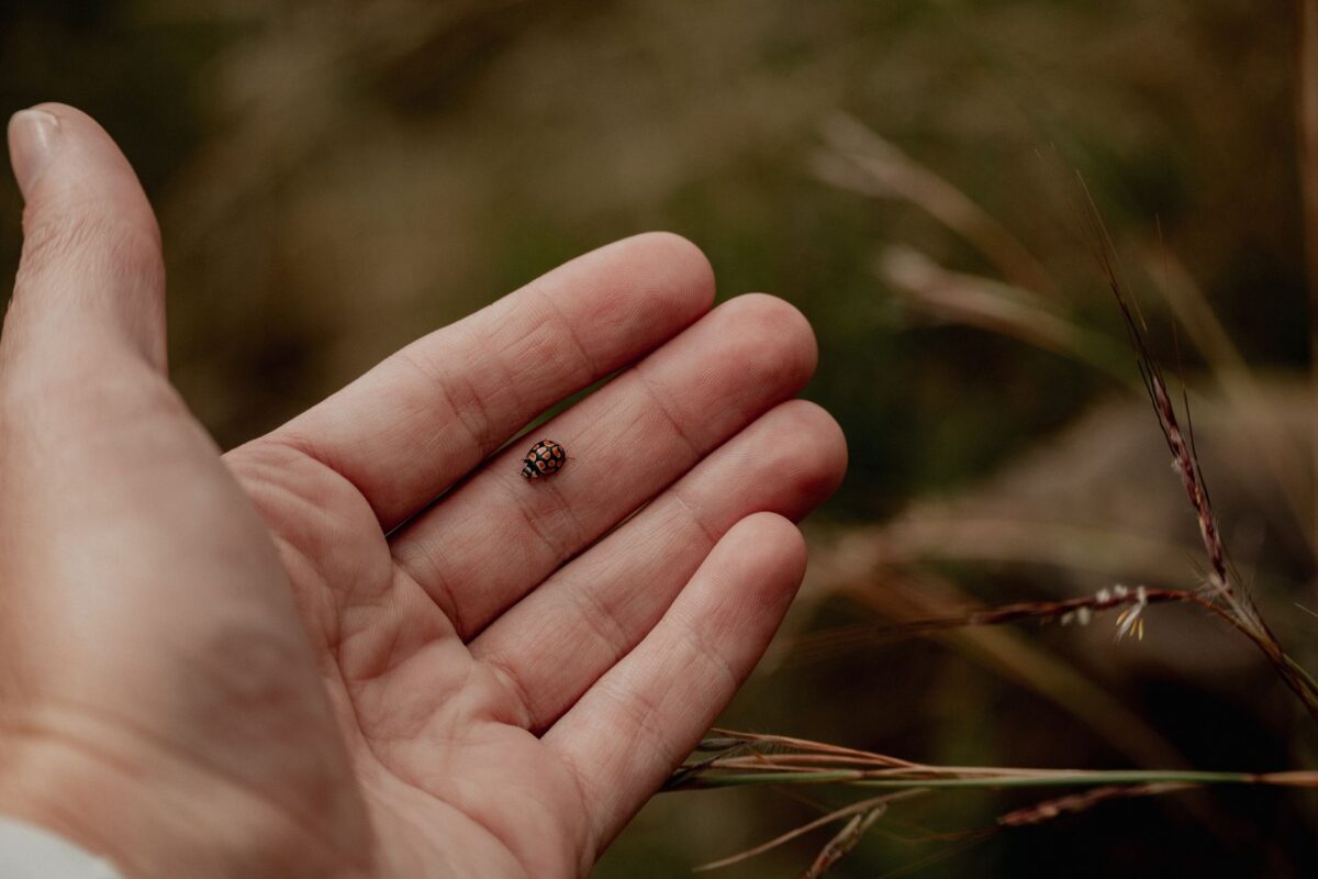 larve coccinelle identification cas usage profil