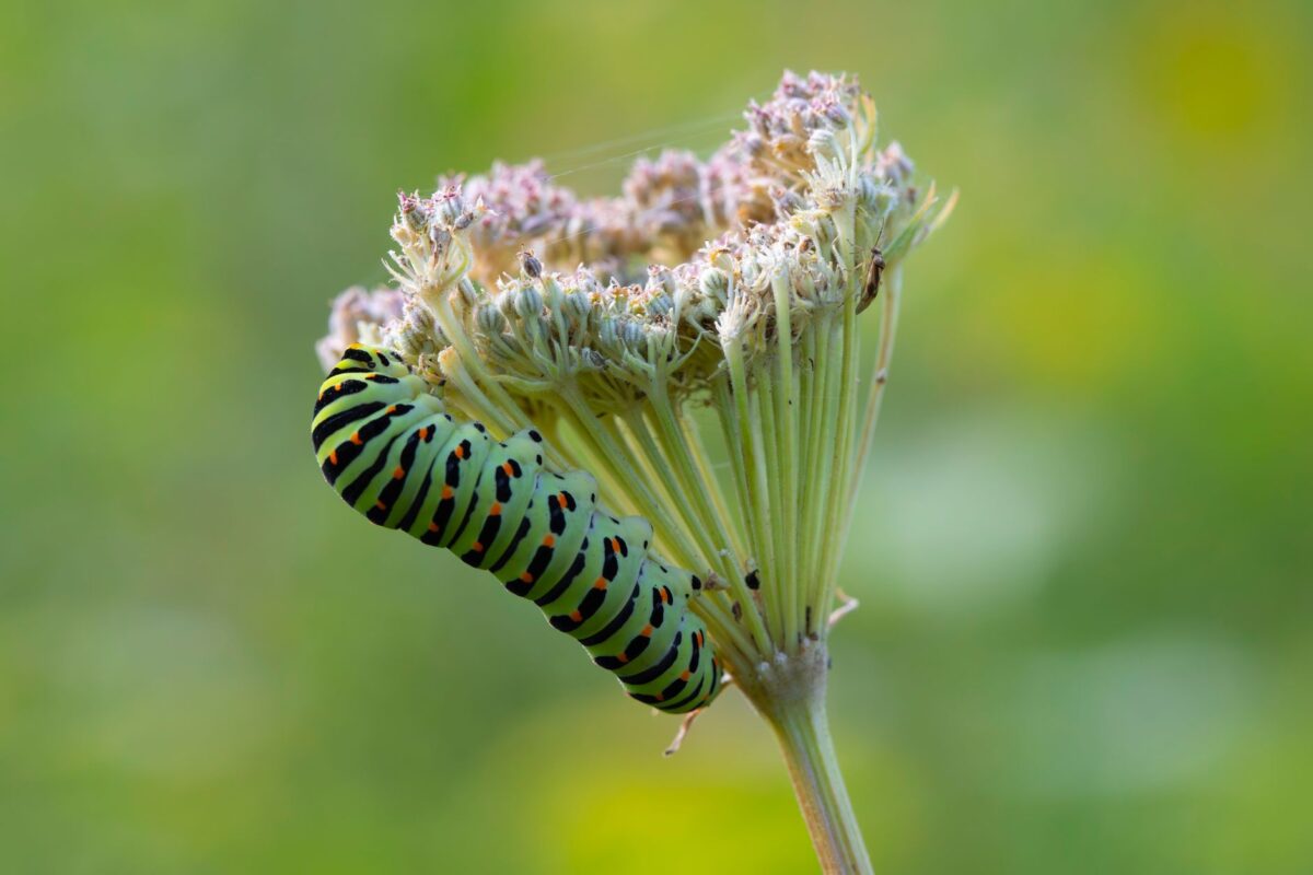 Larve de coccinelle : identification précise, cycle de vie et rôle au jardin