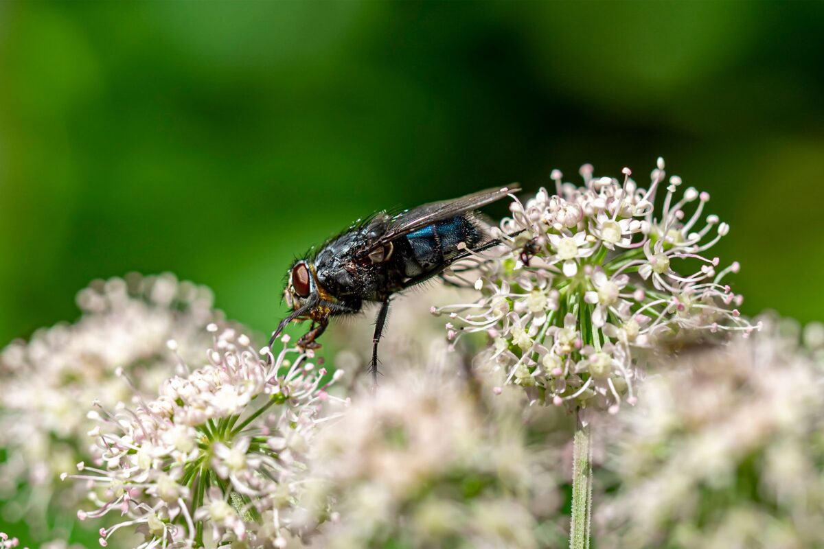 se débarrasser moucherons erreurs fréquentes éviter
