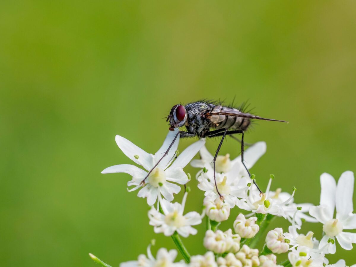 Comment se débarrasser des moucherons : guide naturel, pièges et prévention, sans produits toxiques